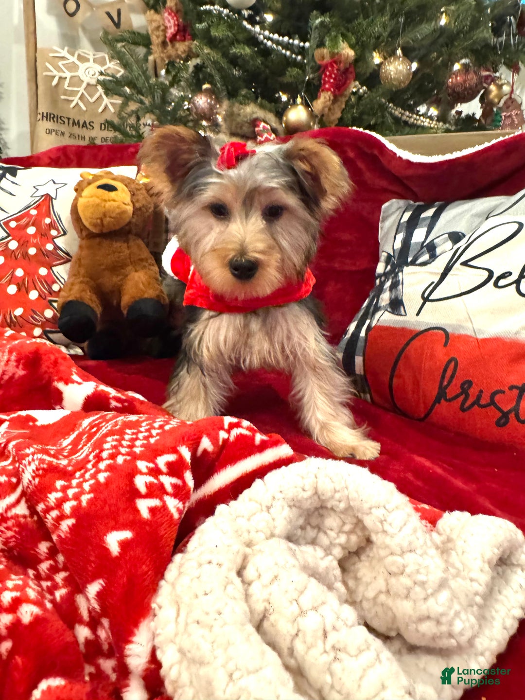 Yorkiepoo dogs for sale: Yorkiepoo Puppy 4 - Ad 3