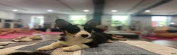 Welsh Corgi Pembroke dogs for sale: 🐾❤️Clarissa Corgi - Ad 5