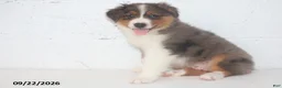 Australian Shepherd dogs for sale: Buster - Ad 3