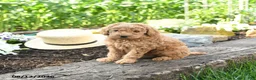 Miniature Poodle dogs for sale: Crosby - Ad 4