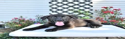 Golden Shepherd dogs for sale: Rebel - Ad 5