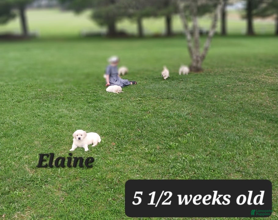 Golden Retriever dogs Elaine - Ad 2