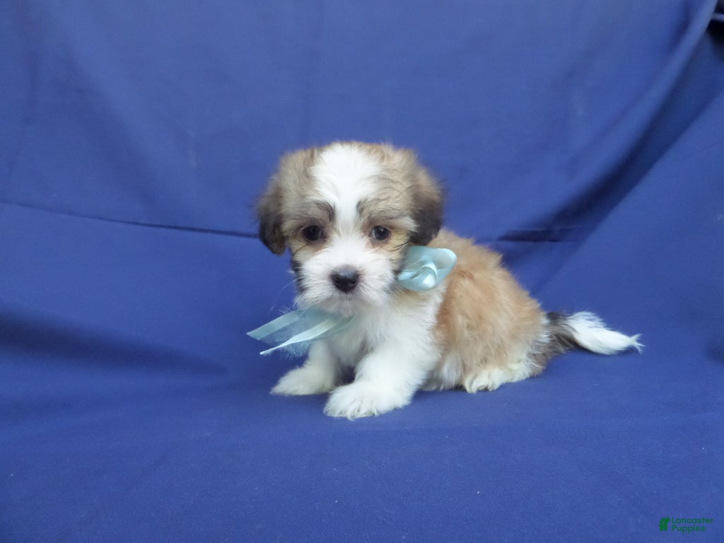 Maltipoo dogs Casper  - Ad 33