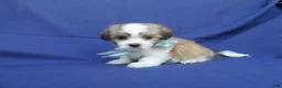 Maltipoo dogs for sale: Casper  - Ad 1