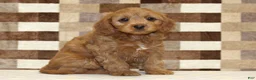 Cavapoo dogs for sale: Fancy - Ad 4