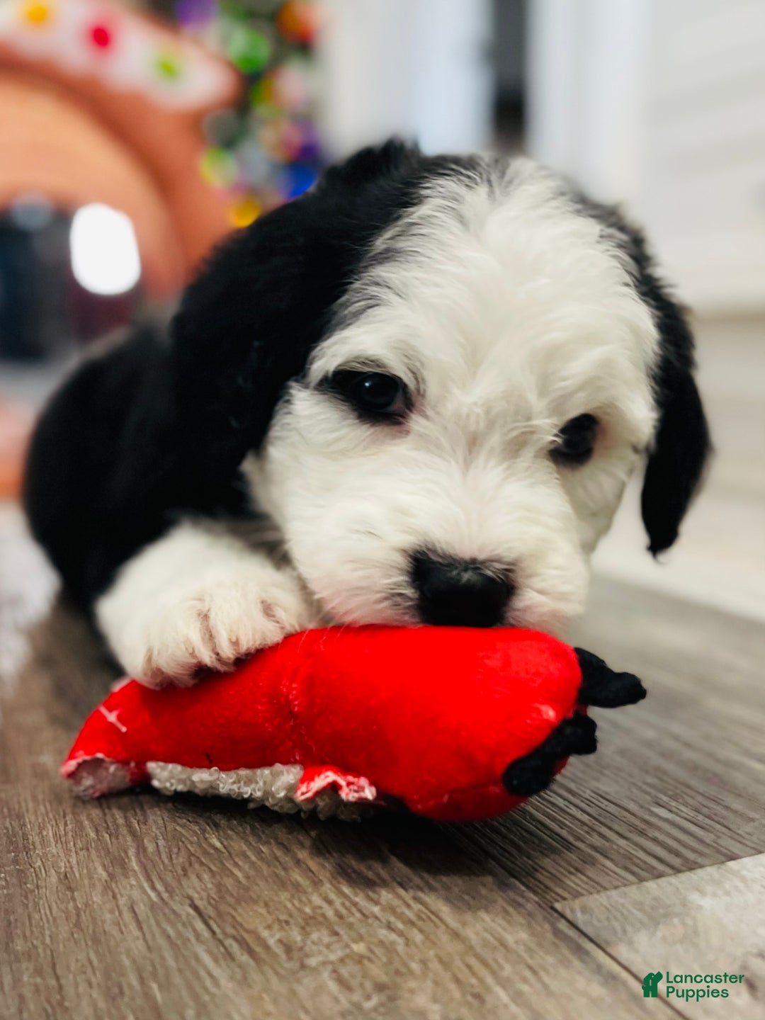 Sheepadoodle dogs for sale: Sheepadoodle Puppy 6 - Ad 9