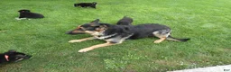 German Shepherd dogs for sale: German Shepherd Skyley 1 - Ad 5