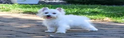 West Highland Terrier dogs for sale: Caroline - Ad 3
