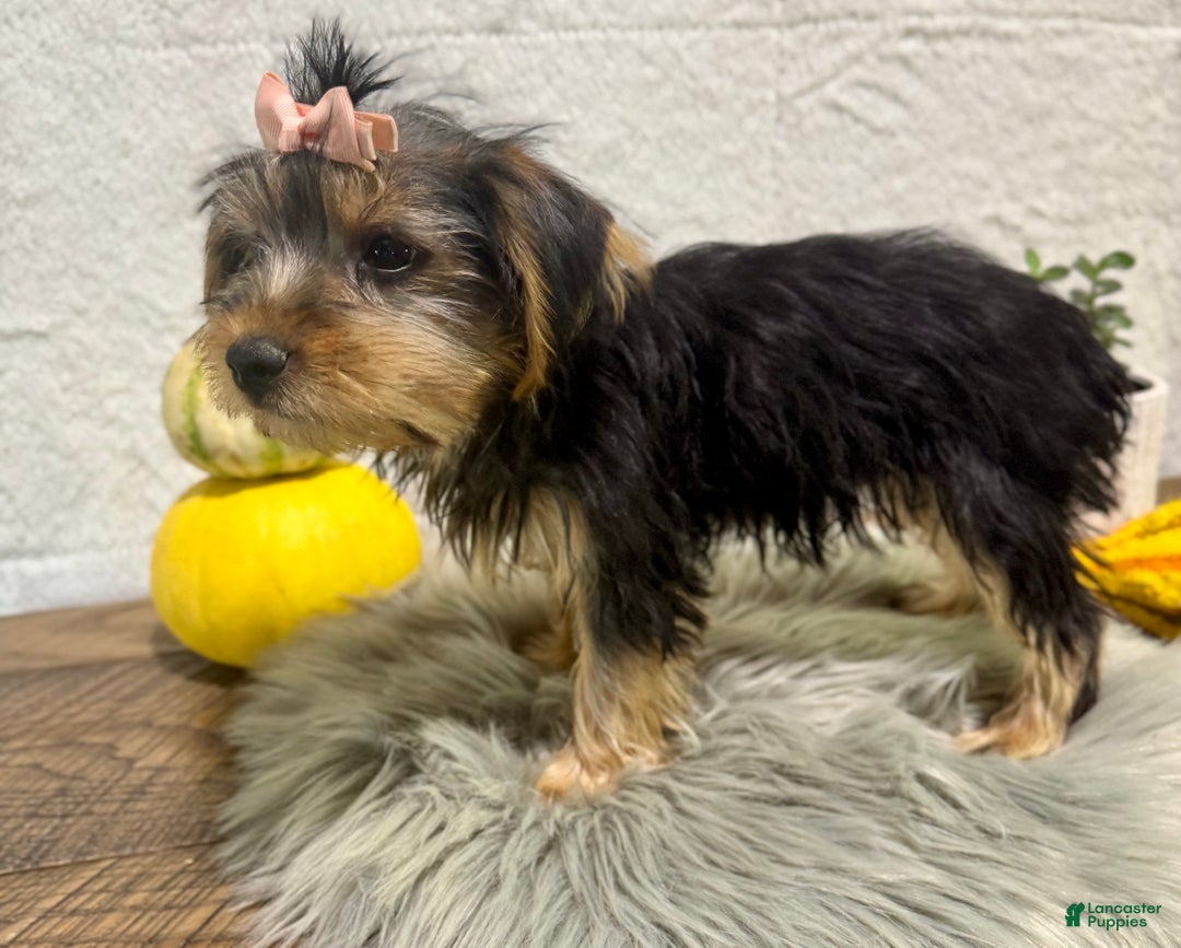 Yorkshire Terrier dogs for sale: Tarza - Ad 6