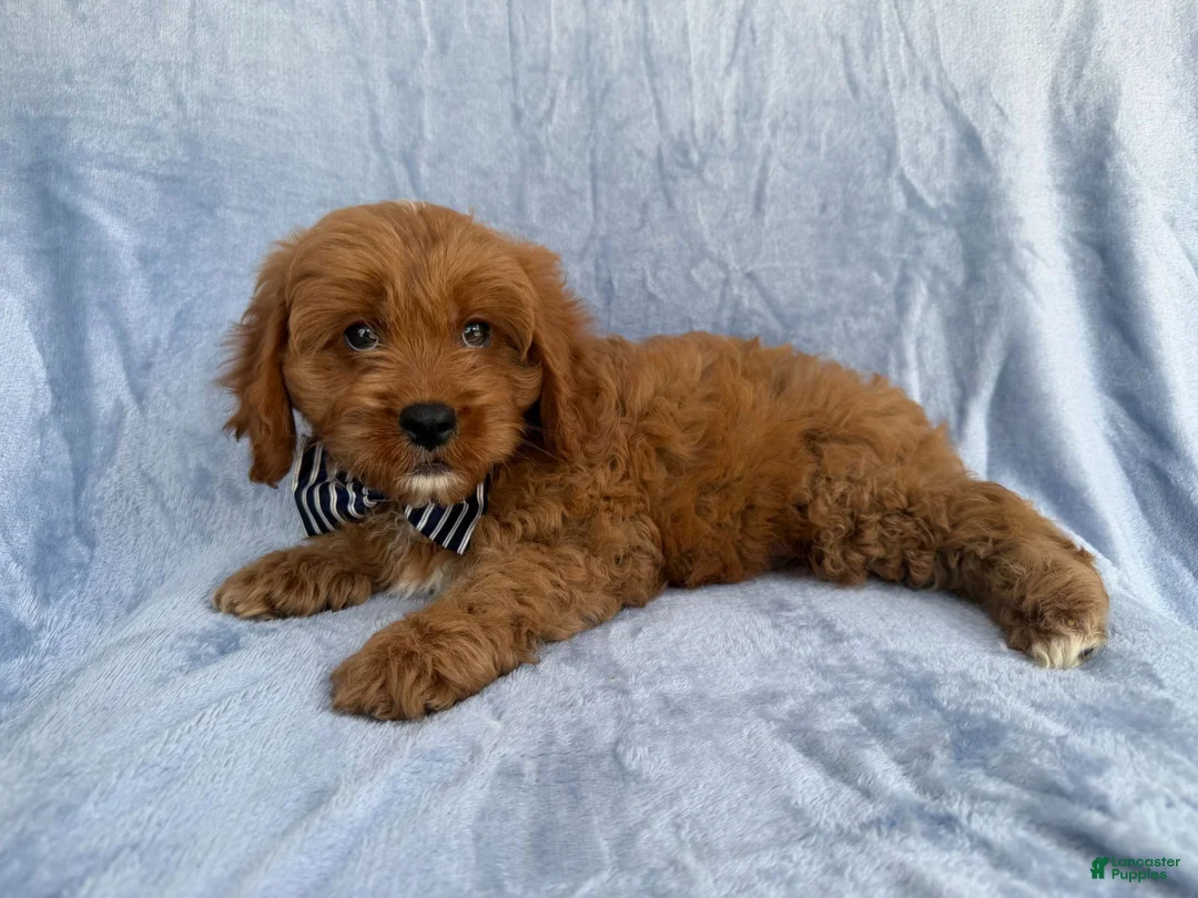 Cavapoo dogs for sale: Bronx - Ad 7