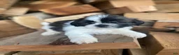 Shih Tzu dogs for sale: Leo - Ad 5