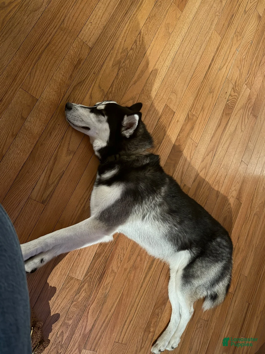 Pomsky dogs for sale: Jet - Ad 4