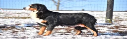 Bernese Mountain Dog dogs for sale: Trevor - Ad 10
