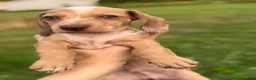 Miniature Dachshund dogs for sale: Willy  - Ad 13