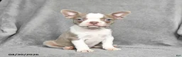 Boston Terrier dogs for sale: Tiffany - Ad 5