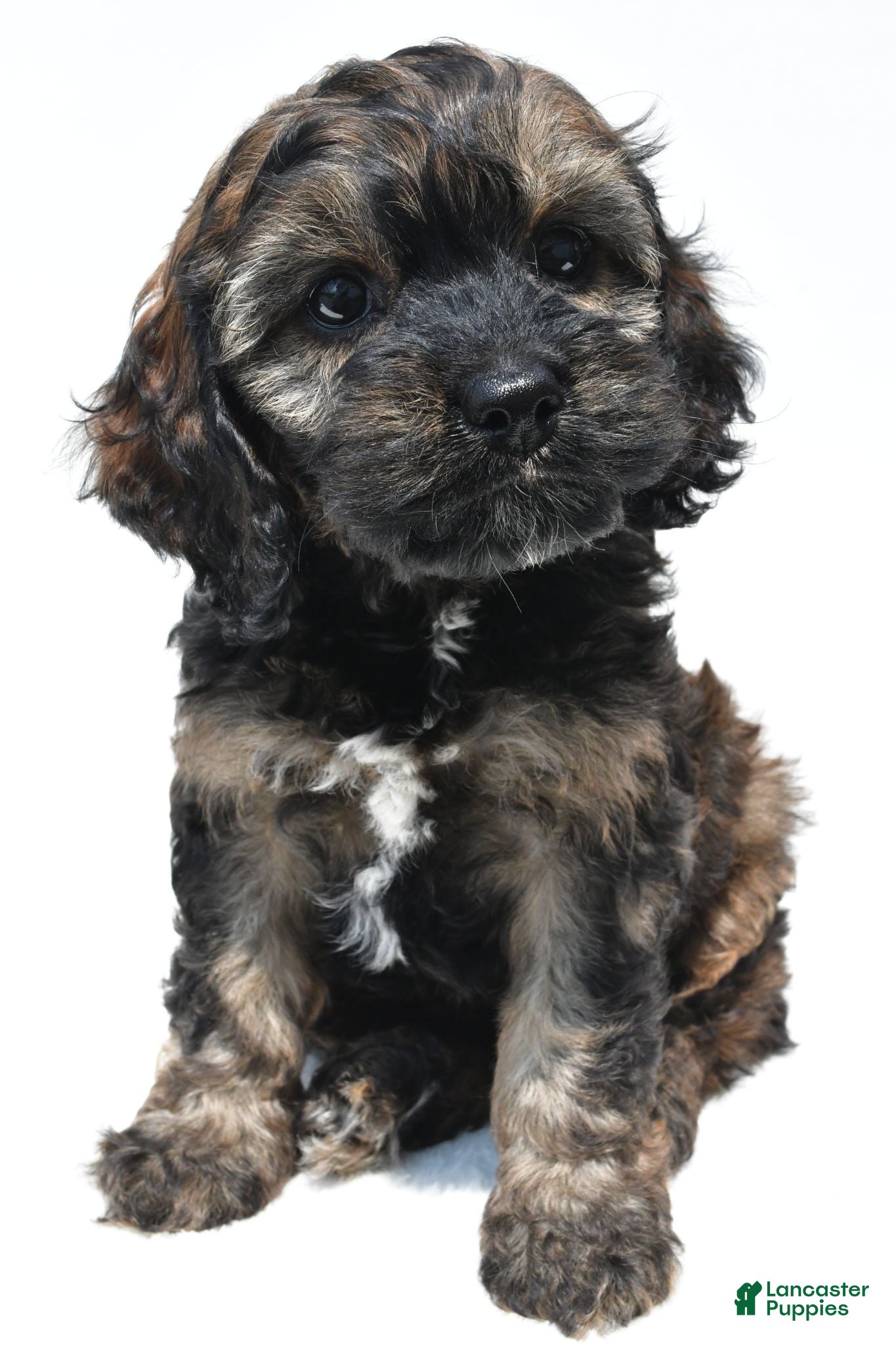 Cockapoo dogs Scout - Ad 2