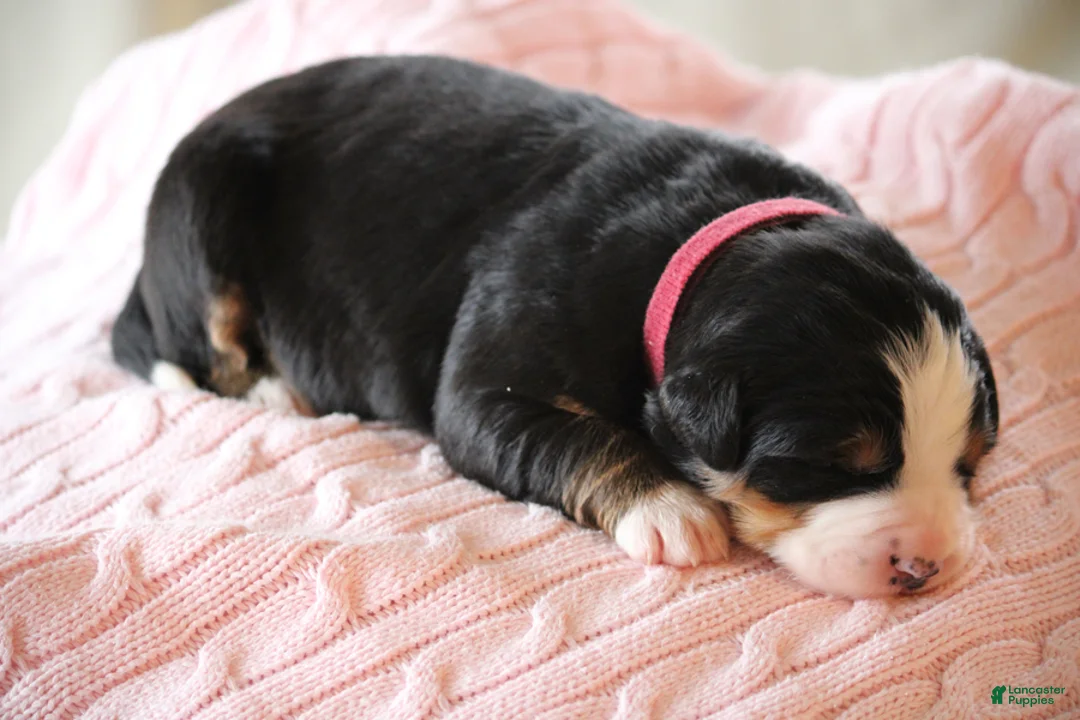 Bernese Mountain Dog dogs for sale: Petunia - Ad 1
