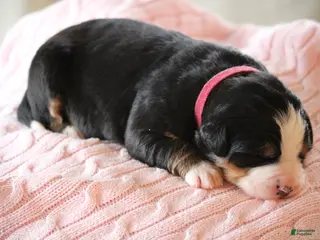 Bernese Mountain Dog dogs for sale: Petunia - Ad 4