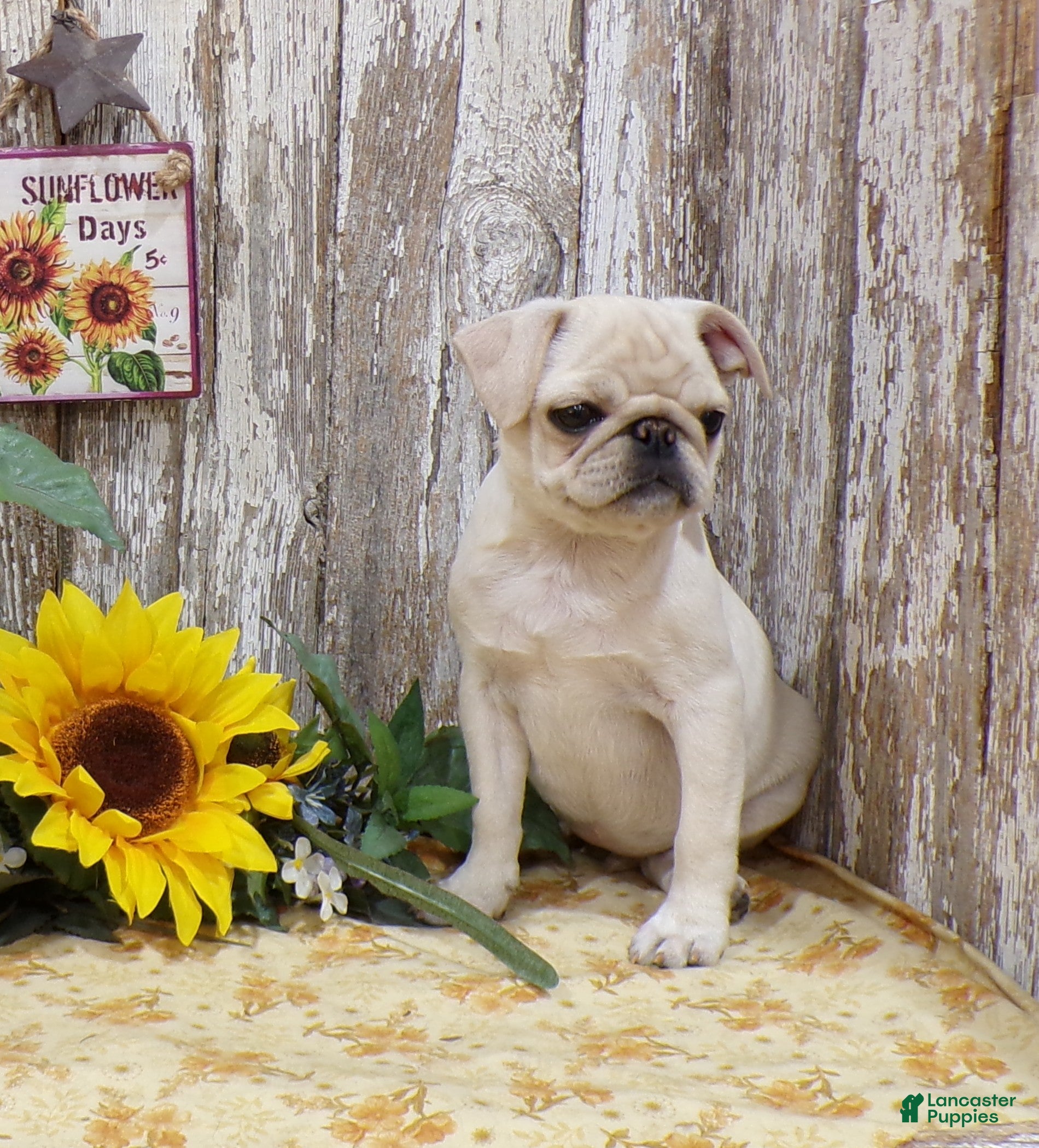 Pug dogs ANNIE - Ad 2