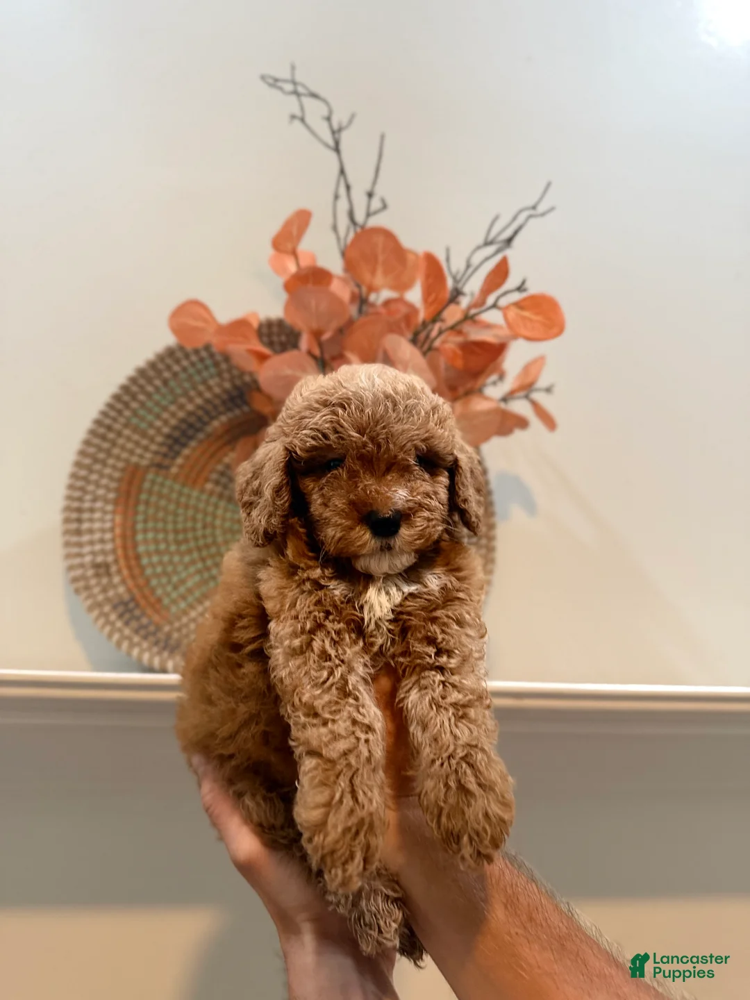 Miniature Poodle dogs for sale: Miniature Poodle Puppy 5 Stark  - Ad 1