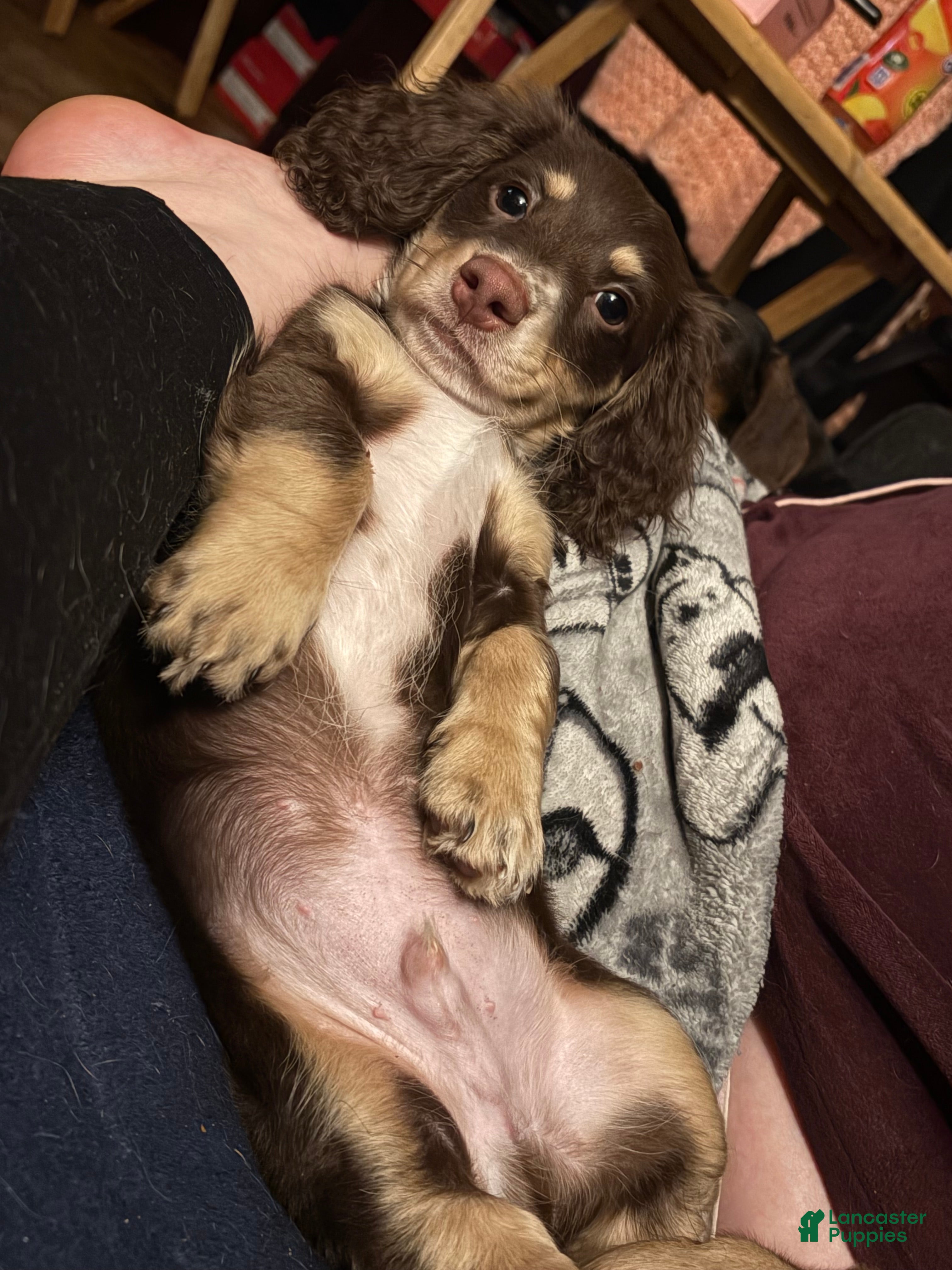 Miniature Dachshund dogs Franc - Ad 2