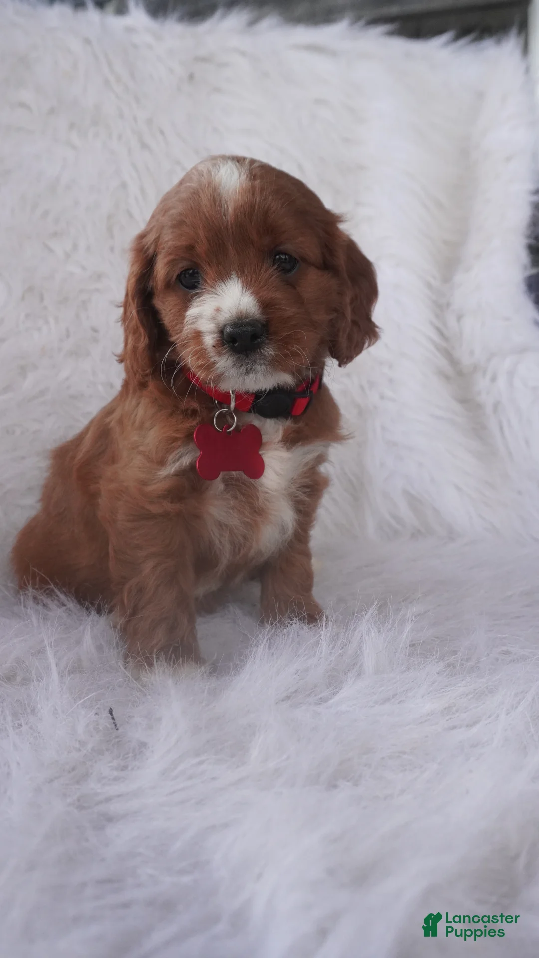 Cavapoo dogs for sale: Iris - Ad 1