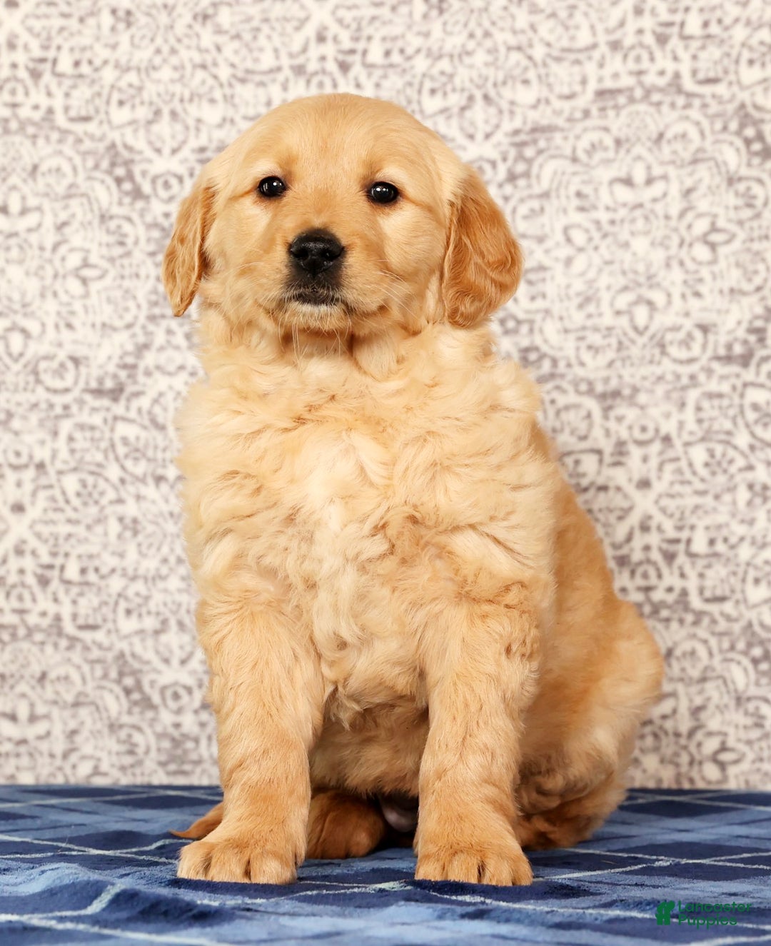 Golden Retriever dogs for sale: Becca - Ad 2