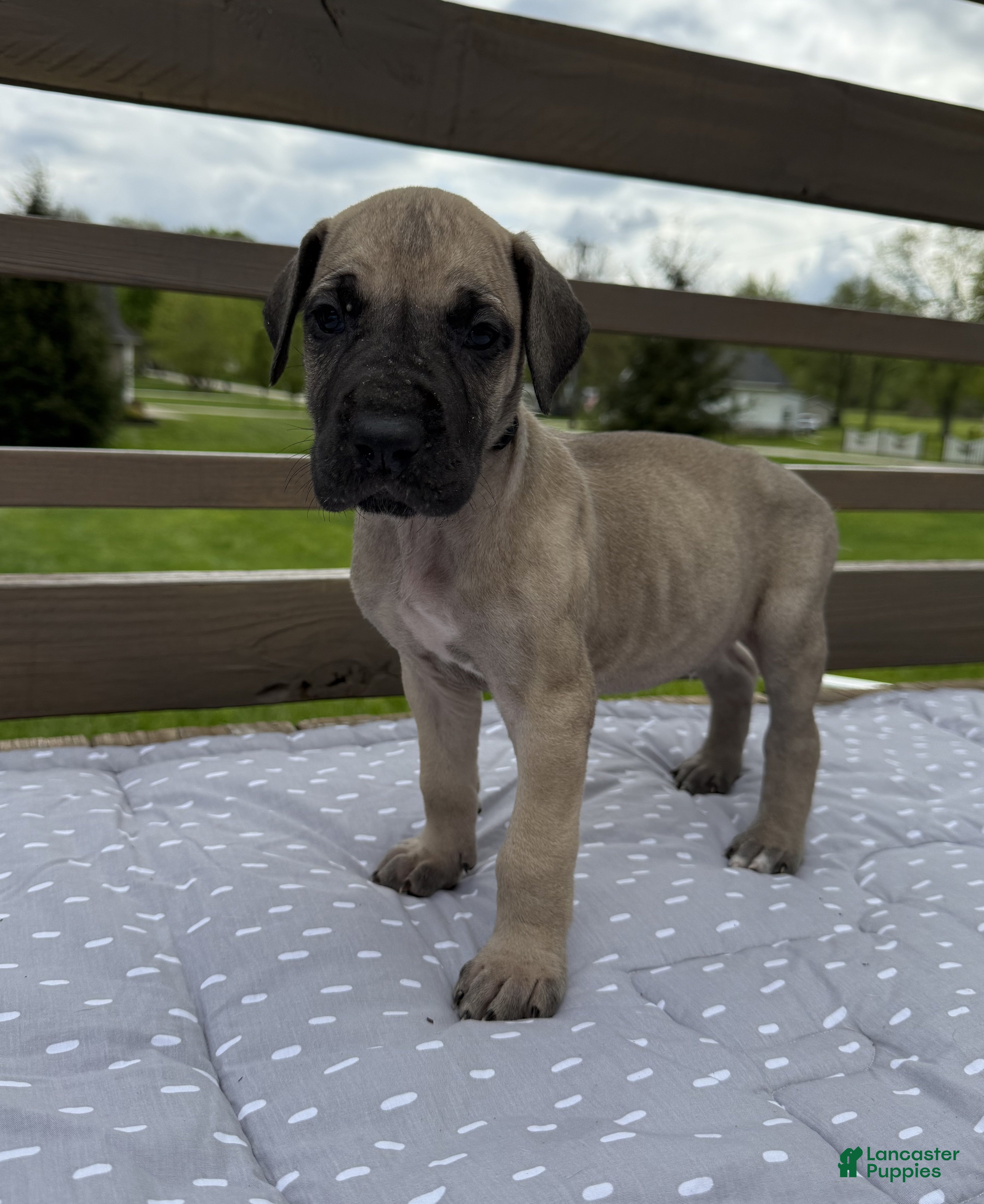 Great Dane dogs Bucatini (Black) - Ad 20