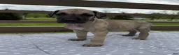 Great Dane dogs for sale: Bucatini (Black) - Ad 1