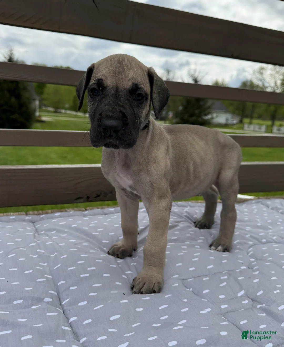 Great Dane dogs for sale: Bucatini (Black) - Ad 1