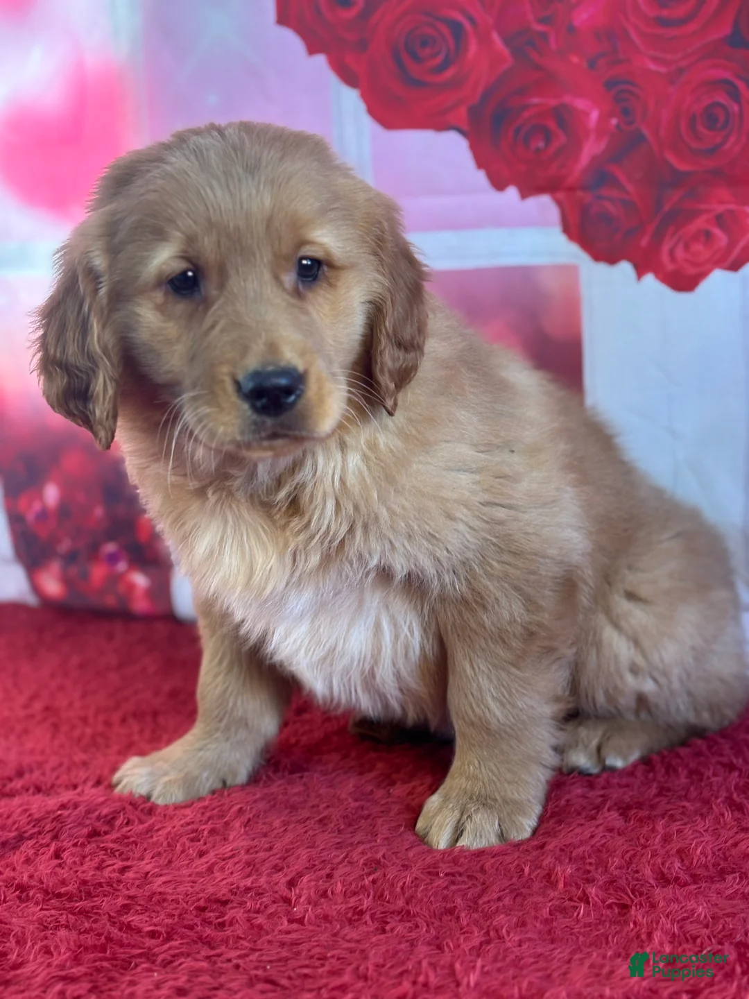 Golden Retriever dogs for sale: Kyle - Ad 3