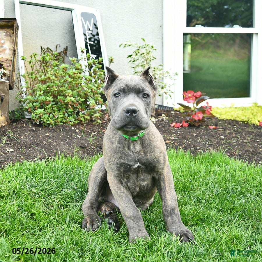 Cane Corso dogs Denver  - Ad 1