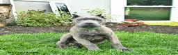 Cane Corso dogs for sale: Denver  - Ad 1
