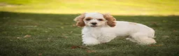 Cocker Spaniel dogs for sale: Ash Cocker Spaniel  - Ad 3