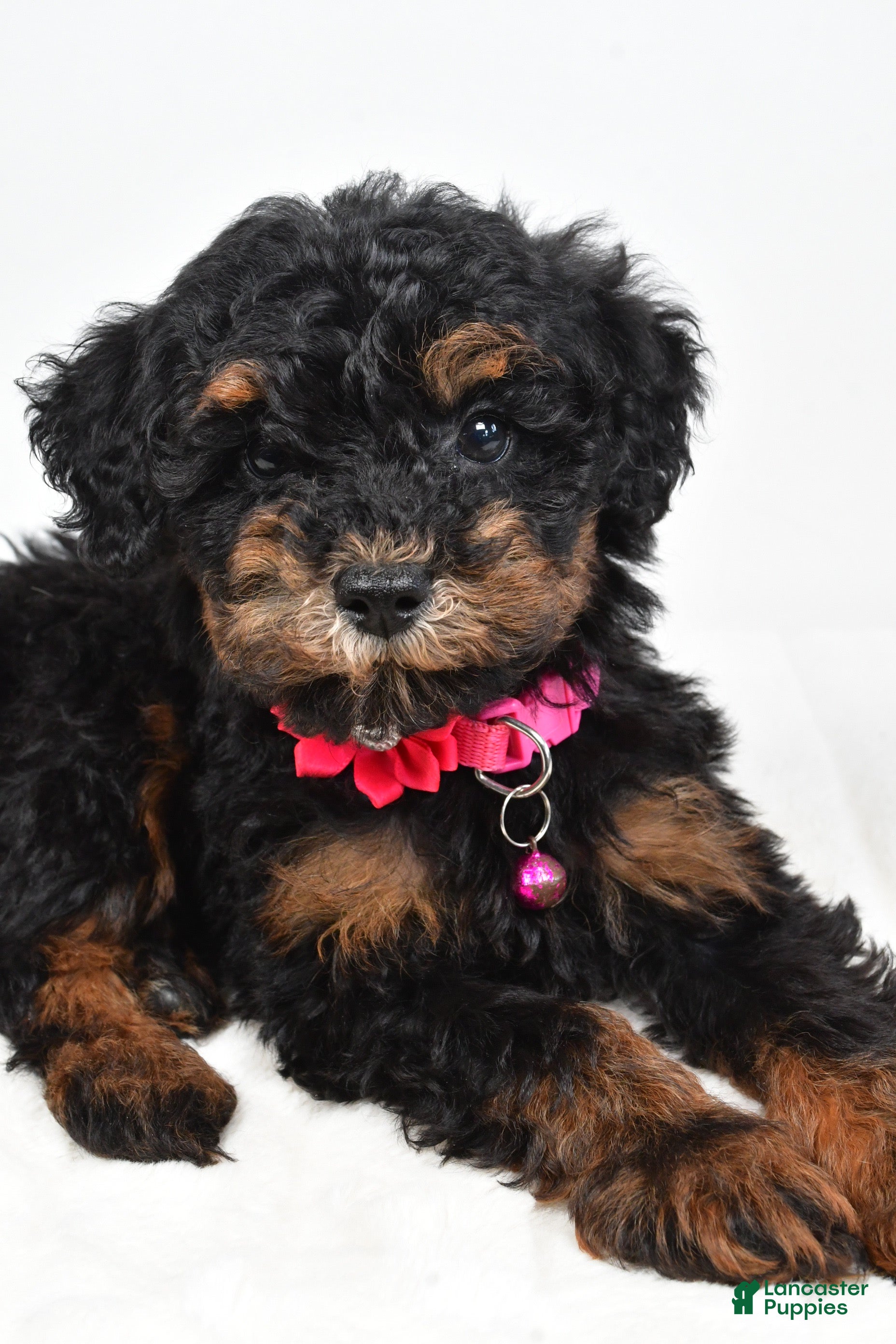 Miniature Poodle dogs Zella - Ad 2