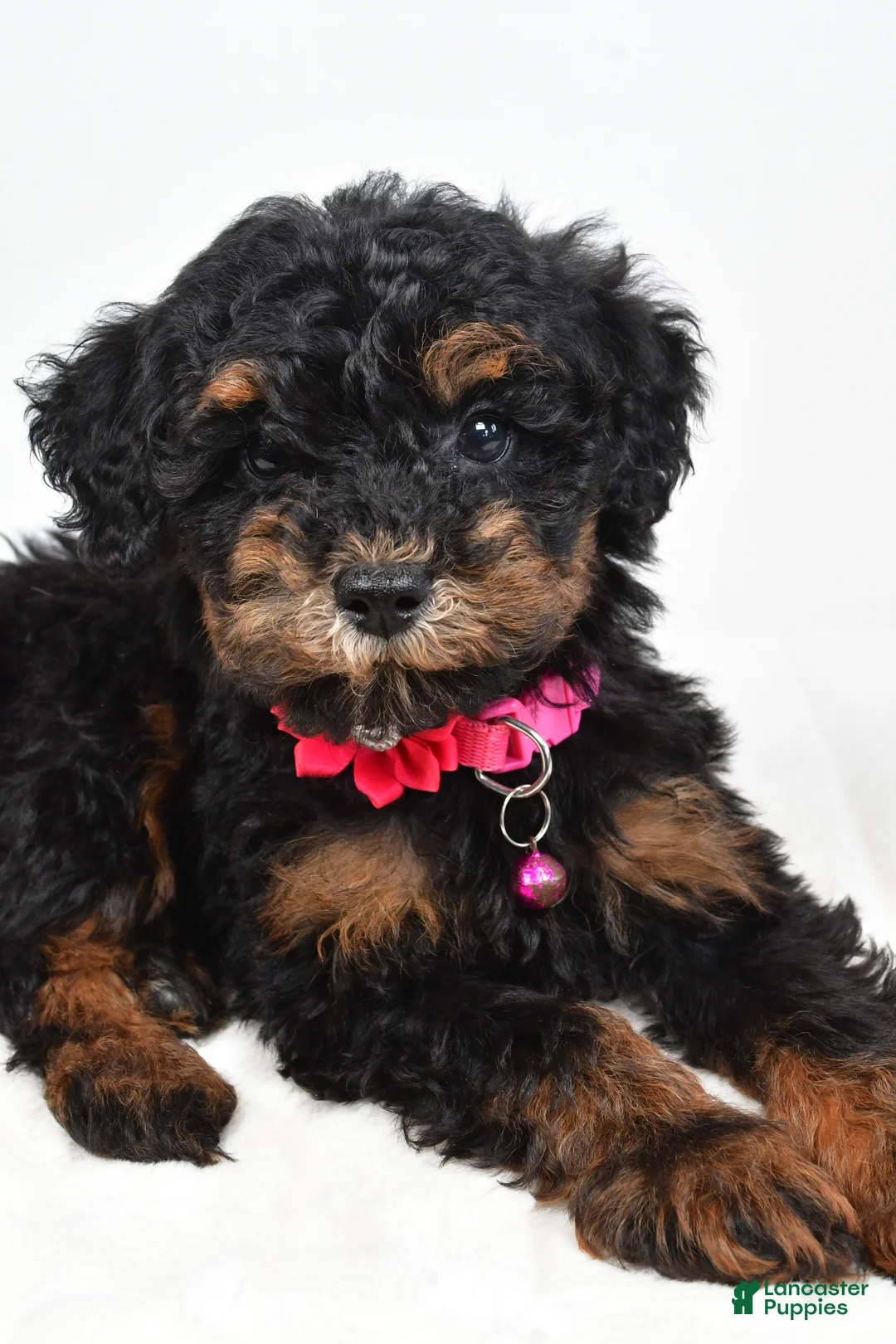 Miniature Poodle dogs for sale: Zella - Ad 2