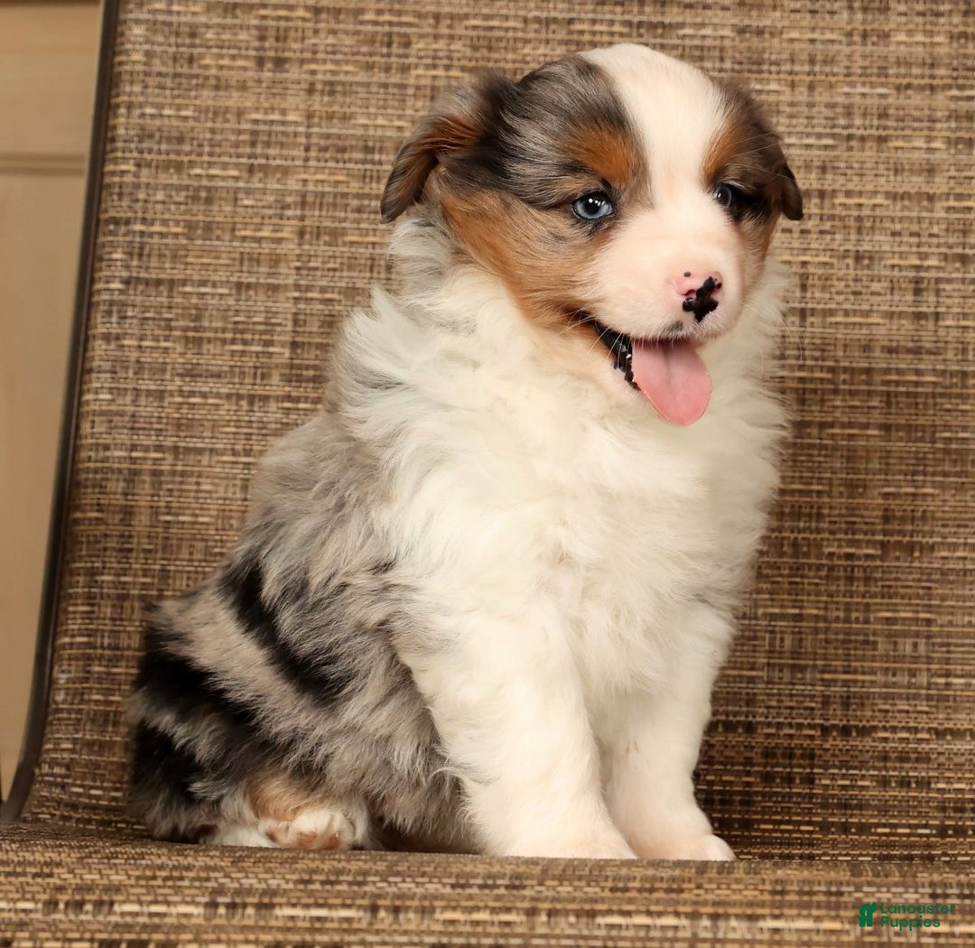 Miniature Australian Shepherd dogs for sale: Dawn - Ad 8