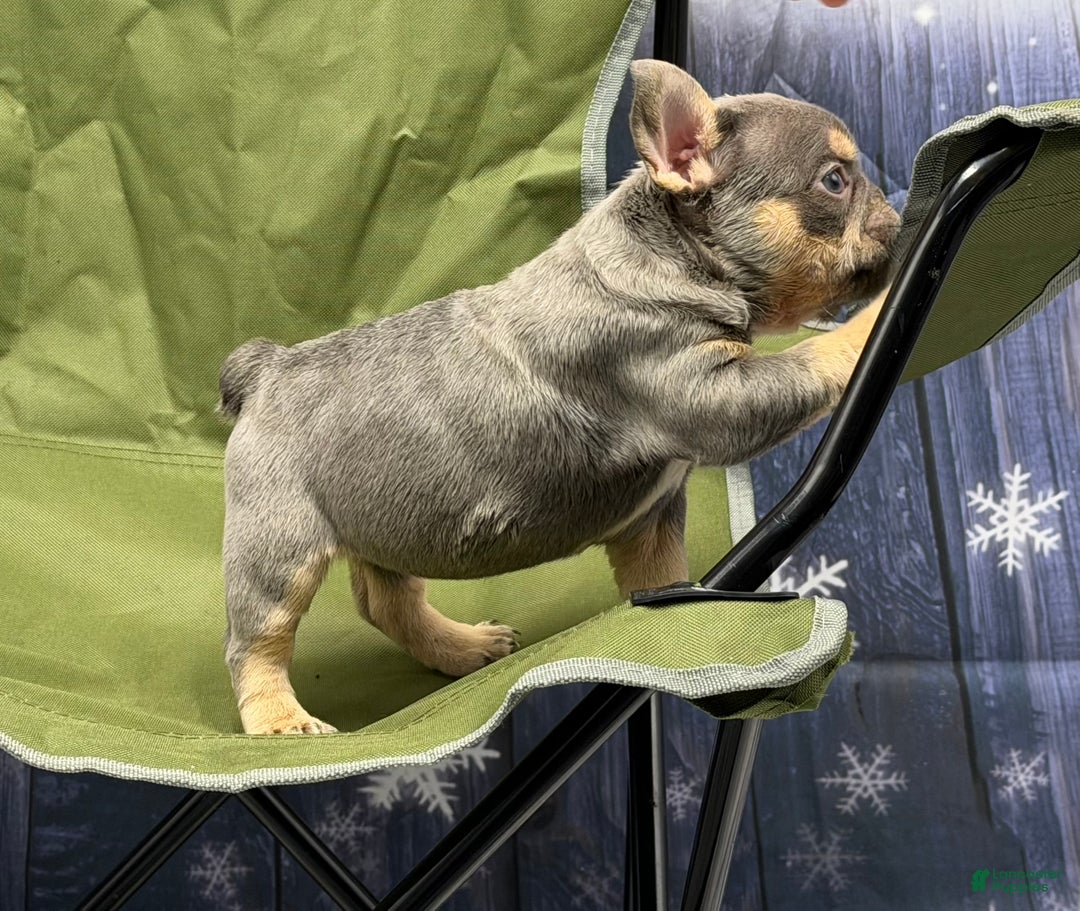 French Bulldog dogs for sale: French Bulldog Puppy 4 - Ad 3