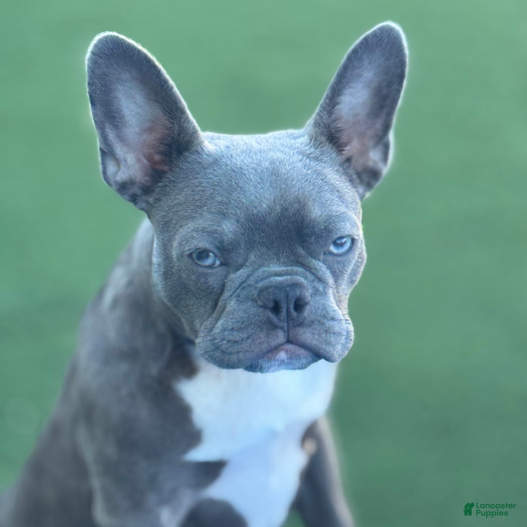 French Bulldog dogs for sale: Coltraine - Ad 1