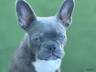 French Bulldog dogs Coltraine - Ad 13