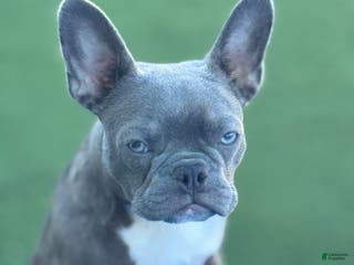 French Bulldog dogs Coltraine - Ad 6