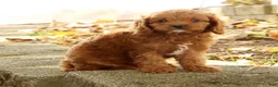 Cavapoo dogs for sale: Jimmy - Ad 7