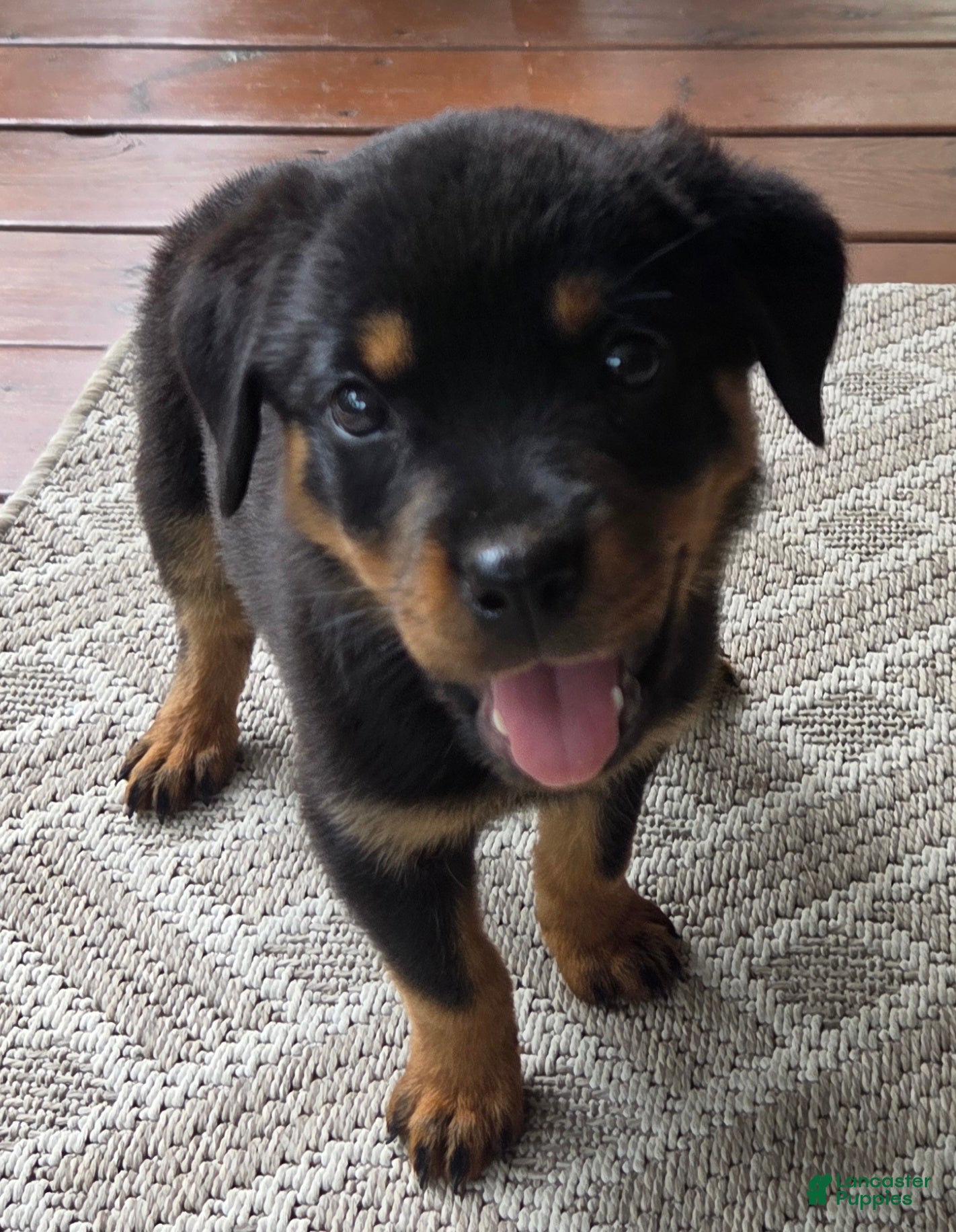 Rottweiler dogs Sarah - Ad 1