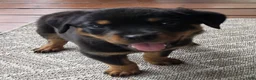 Rottweiler dogs for sale: Sarah - Ad 1