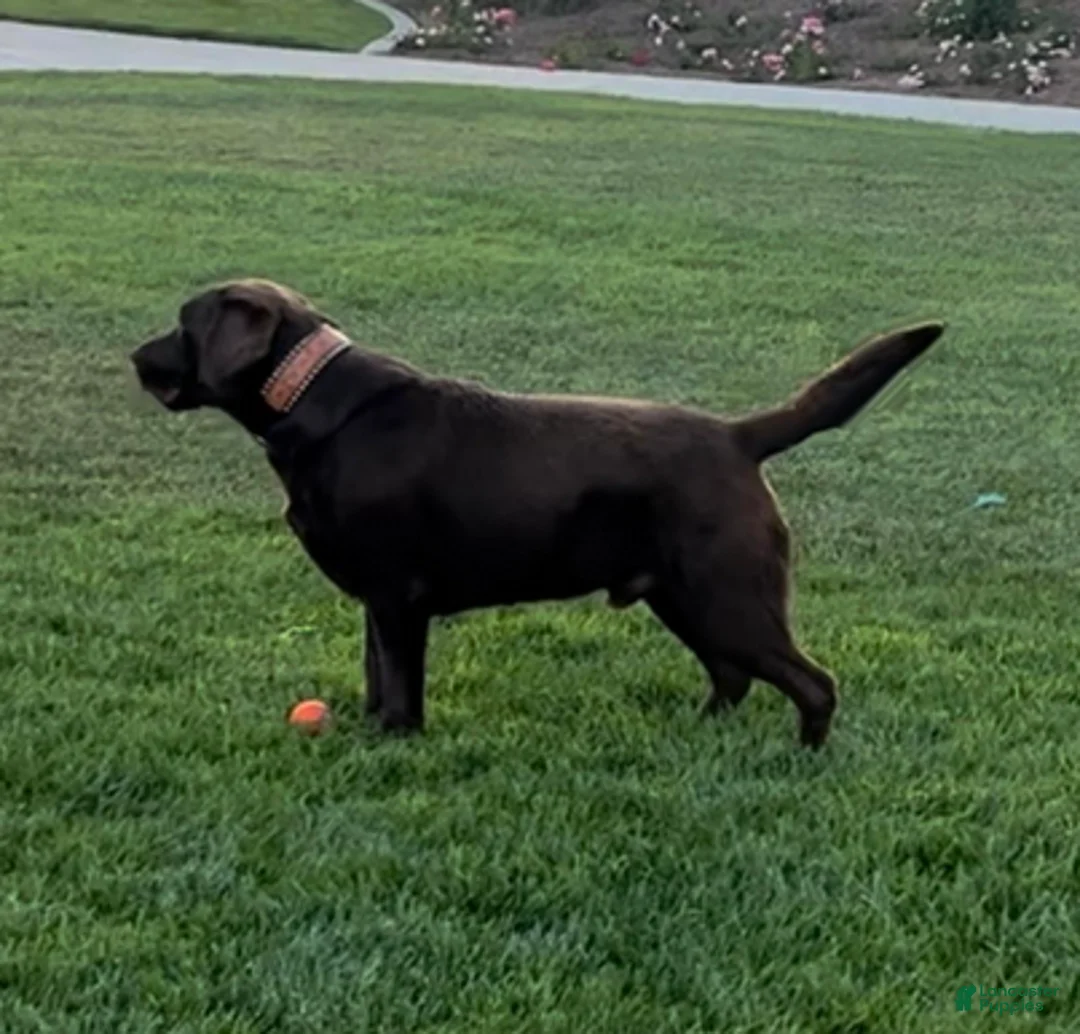 Labrador Retriever dogs for sale: Koda - Ad 5