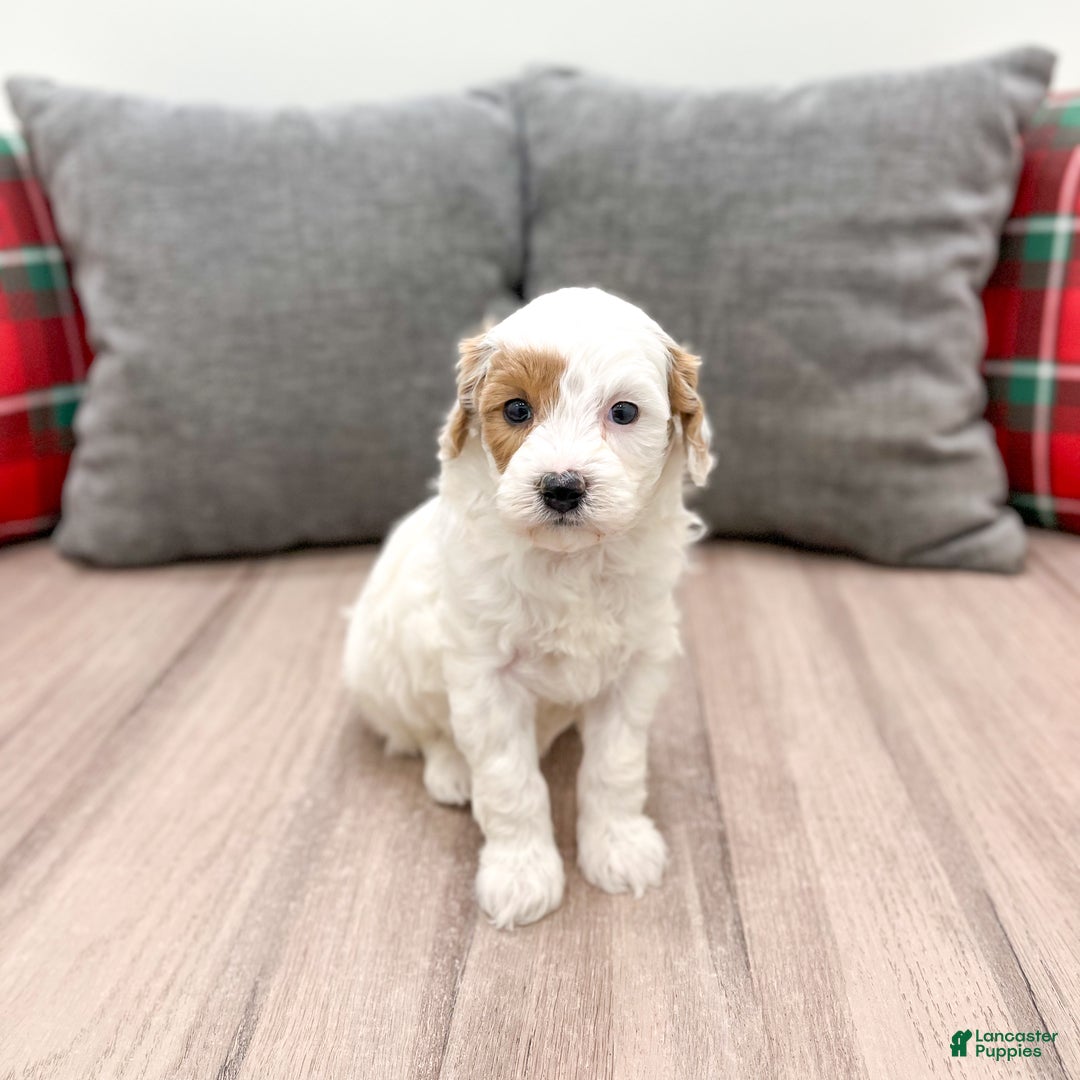 Mini Goldendoodle dogs for sale: Isabella - Ad 8