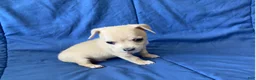 Chihuahua dogs for sale: Remy - Ad 3