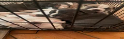 American Bully dogs for sale: Caidence  - Ad 1