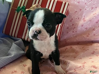 Boston Terrier dogs Faith - Ad 4