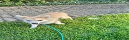 Pomsky dogs for sale: Rocky - Ad 4